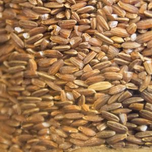 03農苑では豊富な栄養価が詰まった赤米を通販で販売しております