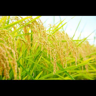 03農苑では安心して召し上がりいただける玄米を販売しております